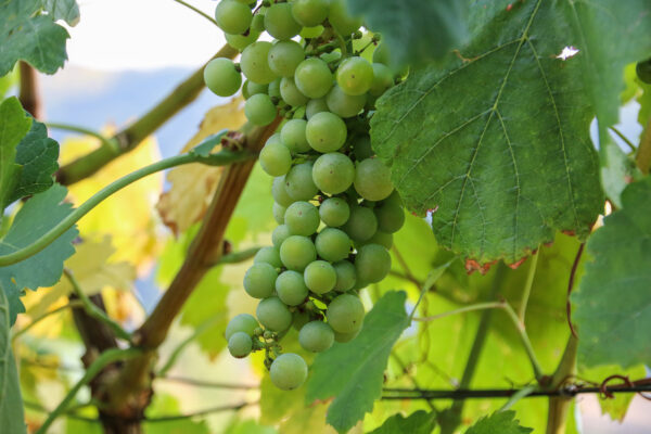 Eine pralle Weintraube wie aus dem Bilderbuch hängt an einer Weinrebe am Hang des Kapitelberges in Meißen, rundherum dekoriert vom Weinlaub des Rebstocks.