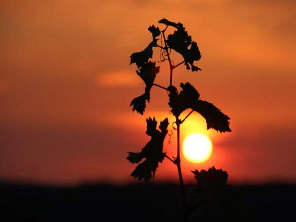 Der Ast eines Rebstocks mit Weinlaub ragt über den Horizont hinaus, ist jedoch nur in seinen Umrissen erkennbar. Denn dahinter geht die Sonne unter und färbt den Himmel in kräftige Gelb- und Orange-Töne.