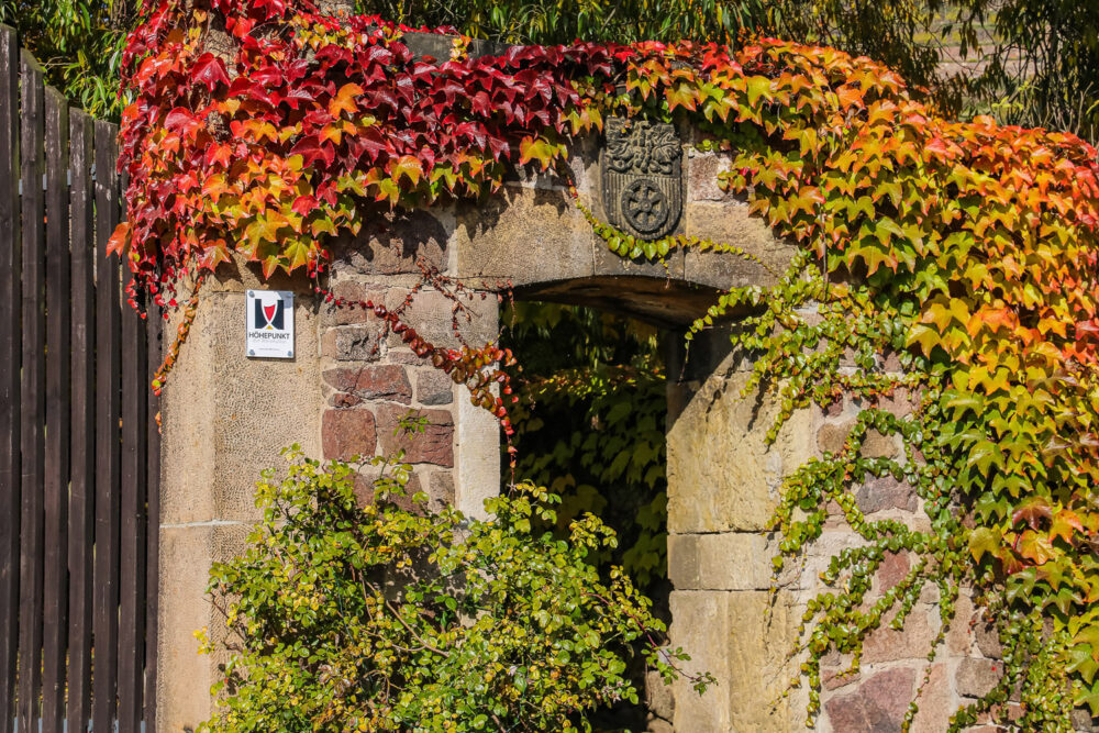 Der Herbst zeigt sich in voller Pracht. Das Weinbaub am Tor zum städtischen Weingut „Hoflößnitz“ in Radebeul erstrahlt in kräftigem Grün, über gelb zu rot bis hin zu tiefdunklem Weinrot. Es umrahmt das sandsteinere Radebeuler Stadtwappen über dem Eingang.