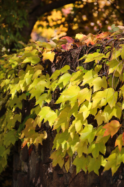 Das herbstliche Weinlaub liegt wie eine gelb-grüne bis orange Decke über der Natursteinmauer des städtischen Weingutes „Hoflößnitz“ in Radebeul.