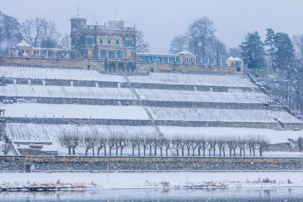 Das Lingnerschloss als eines der drei Elbschlösser Dresdens liegt am Hang des nordelbischen Ufers, fotografiert vom Elberadweg auf der altstädter Seite. Die Szenerie ist komplett verschneit, Schneeflocken tanzen durch das Bild. Am Hang vor dem Schloss liegen die Terrassen für den Weinbau. Im Vordergrund ist noch ein Teil der Elbe zu sehen.