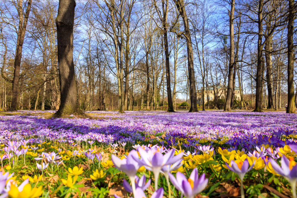 Der Frühling erwacht und die Krokusse und Winterlinge im Großen Garten von Dresden blühen zu tausenden auf den Wiesen zwischen dem Parkeisenbahnbahnhof Zoo und der südlichen Querallee. Nach dem kargen Winter ist ein scheinbar nicht enden wollendes, magisches, lila-gelbes Blütenmeer entstanden. Durch die Bäume ist das Palaisschlösschen und der blaue Himmel erkennbar.