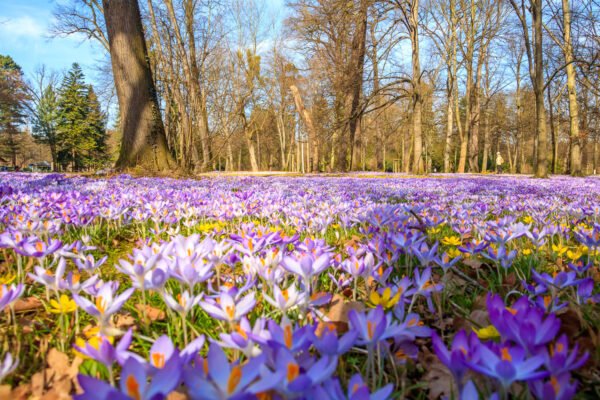 Der Frühling erwacht und die Krokusse und Winterlinge im Großen Garten von Dresden blühen zu tausenden auf den Wiesen zwischen dem Parkeisenbahnbahnhof Zoo und der südlichen Querallee. Nach dem kargen Winter ist ein scheinbar nicht enden wollendes, magisches, lila-gelbes Blütenmeer entstanden. Durch die Bäume ist der blaue Himmel erkennbar.