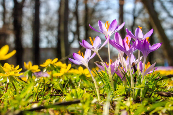 Inmitten gelb blühender Winterlinge im Großen Garten von Dresden recken einige Krokusse ihre lila Blüten mit den goldgelben Staubblättern gen Himmel. Im morgendlichen Sonnenschein strahlen die Farben intensiv und kräftig. Die Blütendetails sind aufgrund der Makroaufnahme sehr gut erkennbar.