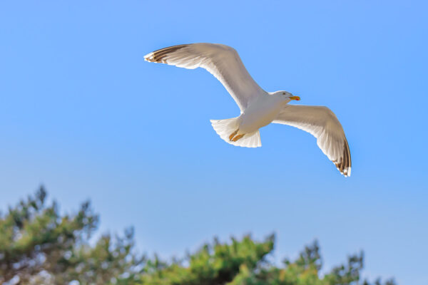 Eine Möwe hat ihre Flügel weit ausgebreitet und fliegt unter blauem Himmel über den Strand von Binz, von dem jedoch nur einige Baumspitzen zu sehen sind.